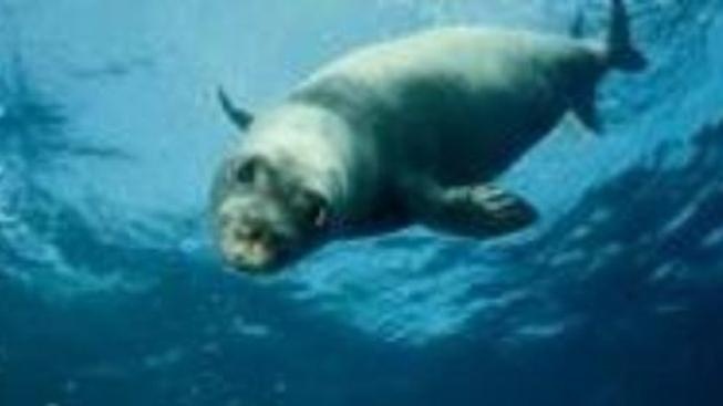 O čem je film Mír s tuleni
